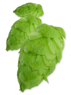 Citra Cryo Hops - 50g - All Things Fermented | Home Brew Shop NZ | Supplies | Equipment