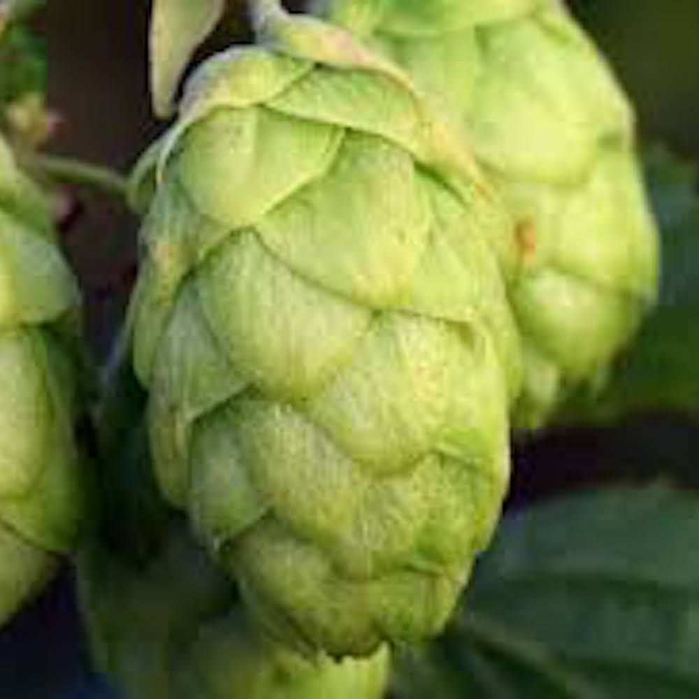 Hops - All Things Fermented | Home Brew Supplies Shop Wellington Kapiti NZ