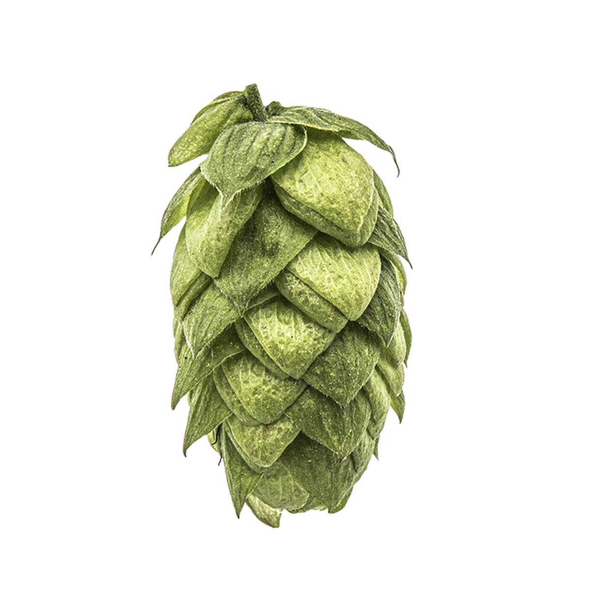 Azacca® Hops - 100g - All Things Fermented | Home Brew Supplies Shop Wellington Kapiti NZ