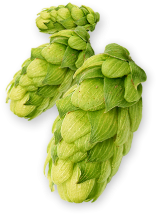 Centennial Hops - T90 Pellets 100g - All Things Fermented | Home Brew Supplies Shop Wellington Kapiti NZ