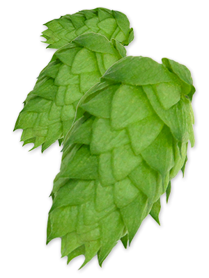 Chinook Hops - T90 Pellets 100g - All Things Fermented | Home Brew Supplies Shop Wellington Kapiti NZ