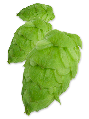 Citra Cryo Hops - 50g - All Things Fermented | Home Brew Supplies Shop Wellington Kapiti NZ