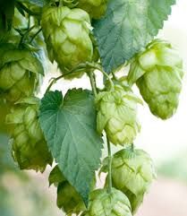 Columbus Hops - T90 Pellets 100g - All Things Fermented | Home Brew Supplies Shop Wellington Kapiti NZ