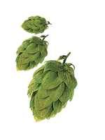 Czech Saaz Hops - T90 Pellets 100g - All Things Fermented | Home Brew Supplies Shop Wellington Kapiti NZ