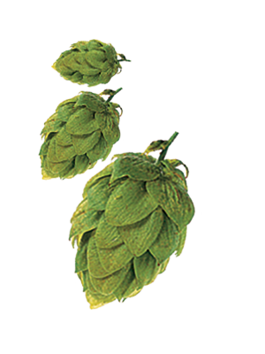 Czech Saaz Hops - T90 Pellets 100g - All Things Fermented | Home Brew Supplies Shop Wellington Kapiti NZ