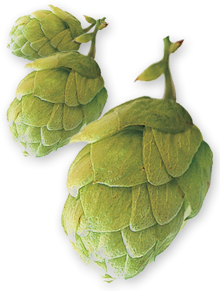 East Kent Goldings Hops T90 Pellets - 100g - All Things Fermented | Home Brew Supplies Shop Wellington Kapiti NZ