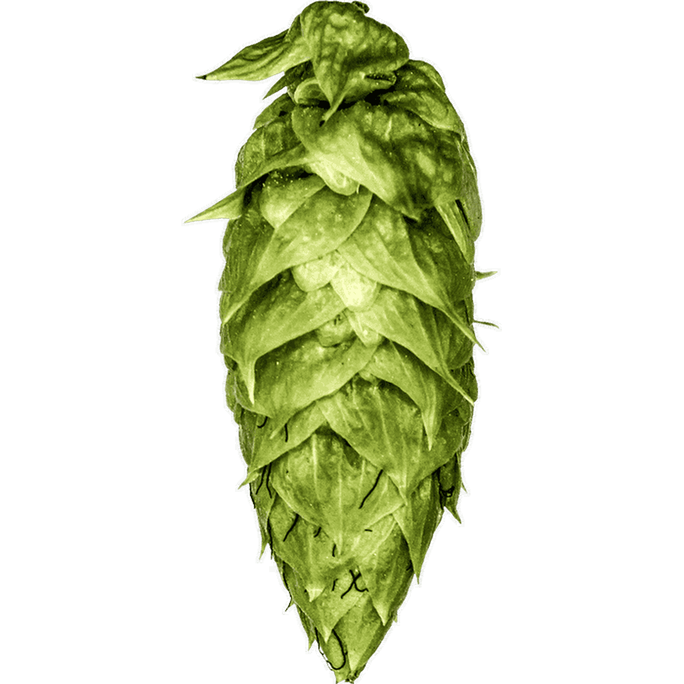 Ekuanot Hops - 100g - All Things Fermented | Home Brew Supplies Shop Wellington Kapiti NZ