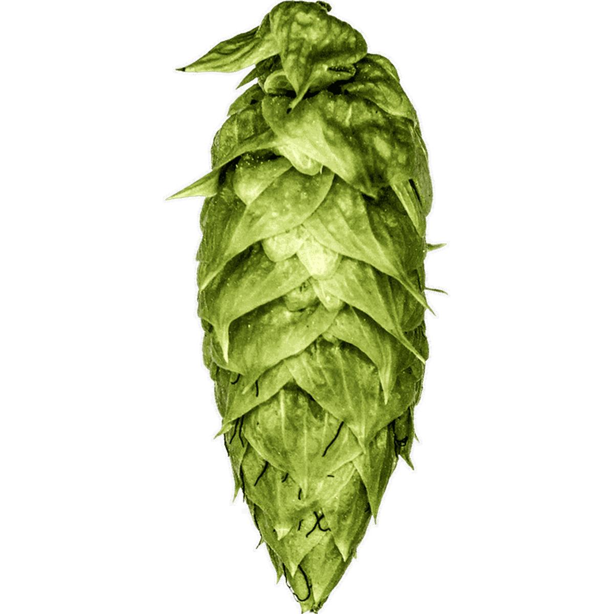 Ekuanot Hops - 100g - All Things Fermented | Home Brew Supplies Shop Wellington Kapiti NZ