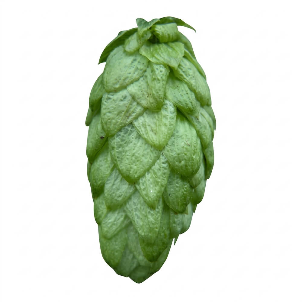 Fuggle Hops T90 Pellets - 100g