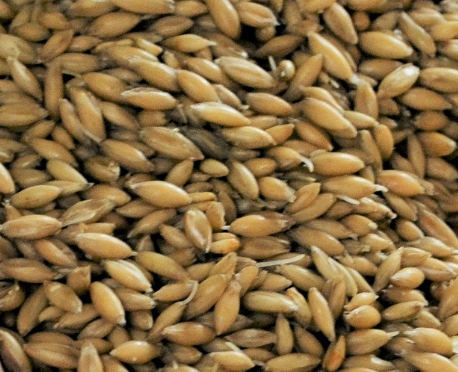 Gladfield Big O (Malted Oats) - All Things Fermented | Home Brew Supplies Shop Wellington Kapiti NZ