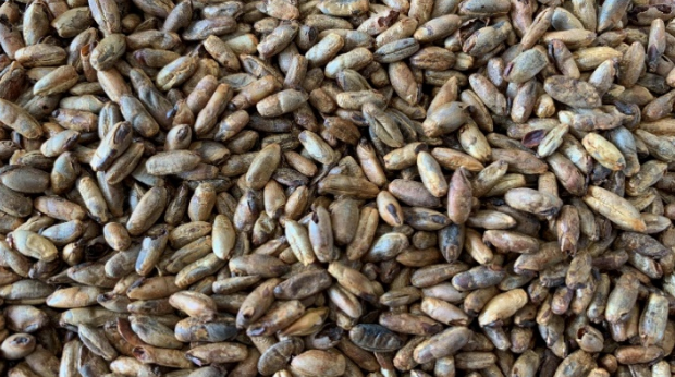 Gladfield Black Forest Rye - All Things Fermented | Home Brew Supplies Shop Wellington Kapiti NZ