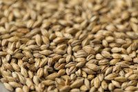 Gladfield Chit Barley Malt - All Things Fermented | Home Brew Supplies Shop Wellington Kapiti NZ