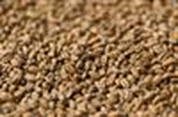 Gladfield Chit Wheat Malt - All Things Fermented | Home Brew Supplies Shop Wellington Kapiti NZ