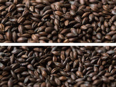 Gladfield Chocolate Malt - Light - All Things Fermented | Home Brew Supplies Shop Wellington Kapiti NZ