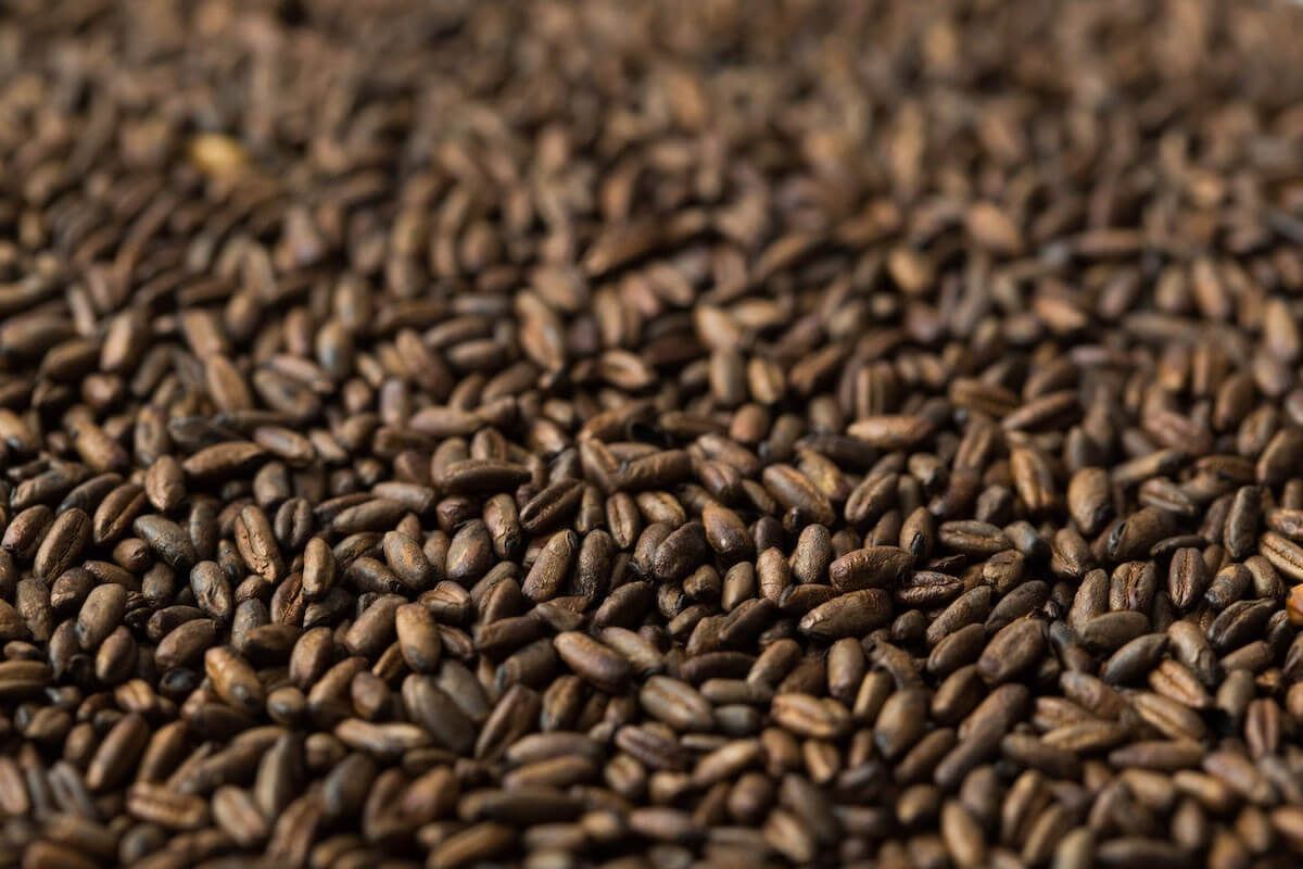 Gladfield Chocolate Rye Malt - All Things Fermented | Home Brew Supplies Shop Wellington Kapiti NZ