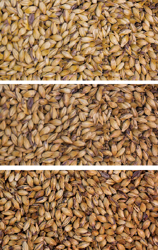 Gladfield Crystal Malt - Light - All Things Fermented | Home Brew Supplies Shop Wellington Kapiti NZ