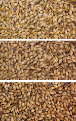 Gladfield Crystal Malt - Medium - All Things Fermented | Home Brew Supplies Shop Wellington Kapiti NZ