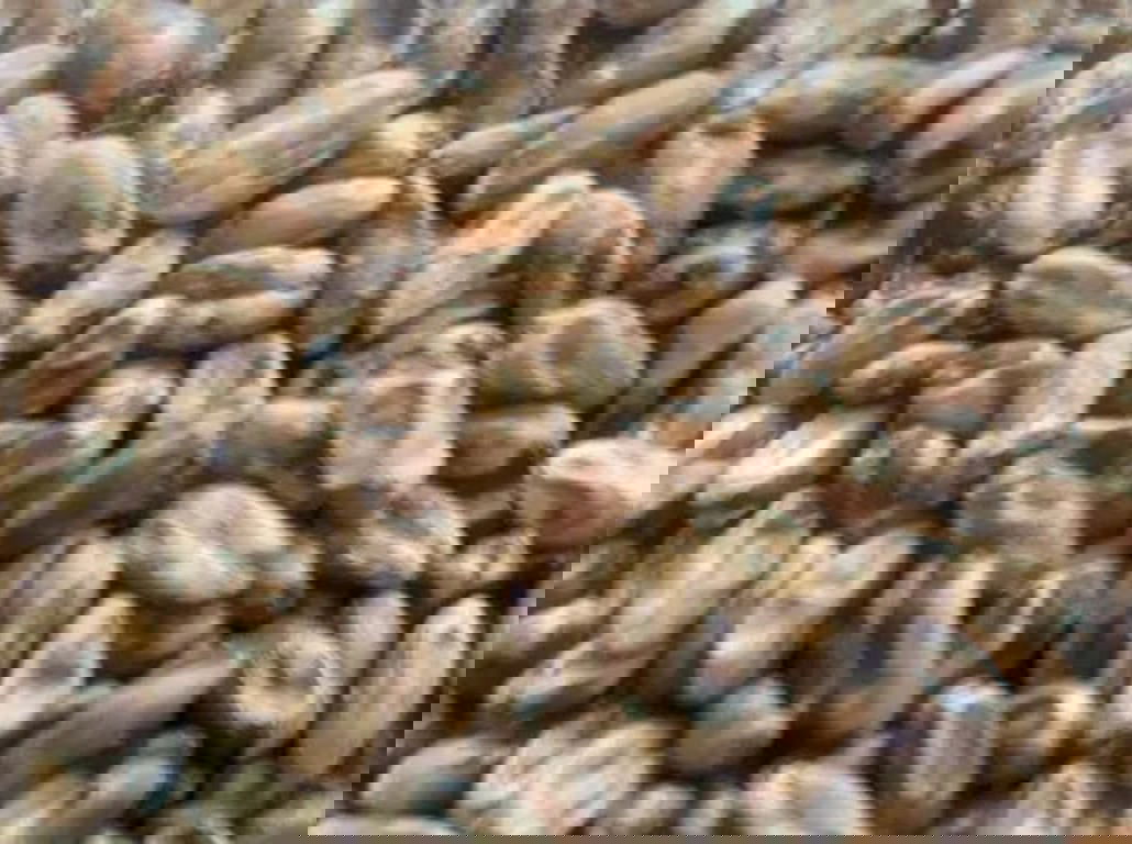 Gladfield Crystal Wheat - All Things Fermented | Home Brew Supplies Shop Wellington Kapiti NZ