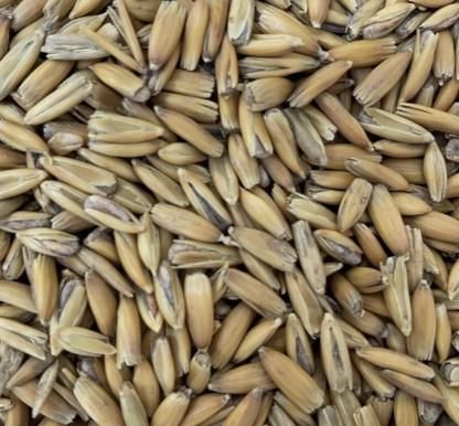 Gladfield Golden Oat Malt - All Things Fermented | Home Brew Supplies Shop Wellington Kapiti NZ