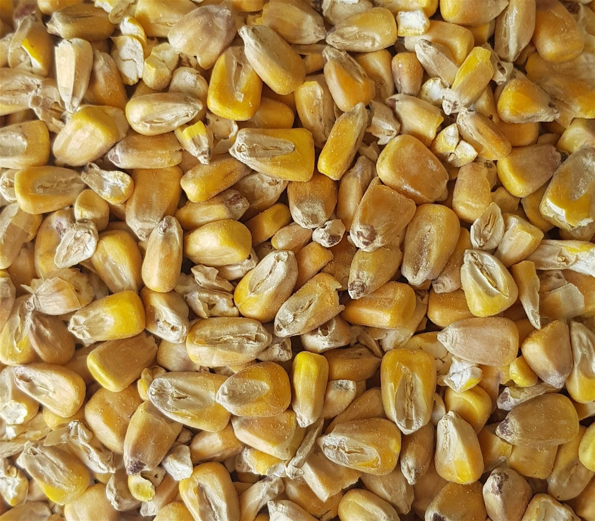 Gladfield Maize Malt - All Things Fermented | Home Brew Supplies Shop Wellington Kapiti NZ