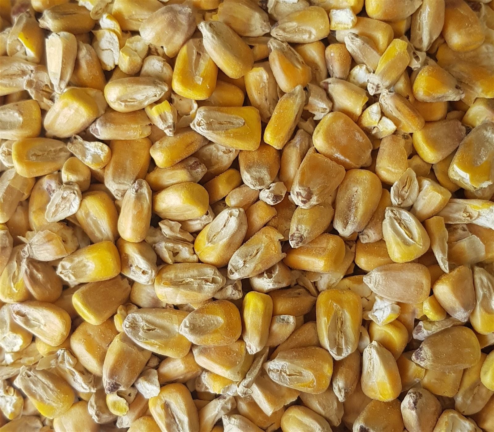 Gladfield Maize Malt - All Things Fermented | Home Brew Supplies Shop Wellington Kapiti NZ