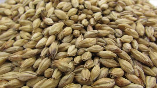 Gladfield Munich Malt - 25kg Sack Unmilled - All Things Fermented | Home Brew Supplies Shop Wellington Kapiti NZ