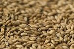 Gladfield Pilsner Malt - 25kg Sack Unmilled - All Things Fermented | Home Brew Supplies Shop Wellington Kapiti NZ
