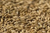 Gladfield Pilsner Malt - 25kg Sack Unmilled - All Things Fermented | Home Brew Supplies Shop Wellington Kapiti NZ