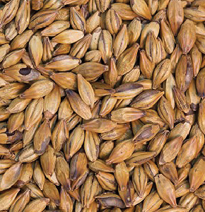 Gladfield Redback Malt - All Things Fermented | Home Brew Supplies Shop Wellington Kapiti NZ