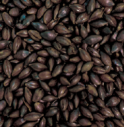 Gladfield Roasted Barley - All Things Fermented | Home Brew Supplies Shop Wellington Kapiti NZ