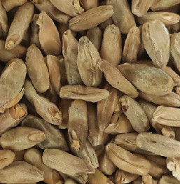 Gladfield Rye Malt - All Things Fermented | Home Brew Supplies Shop Wellington Kapiti NZ
