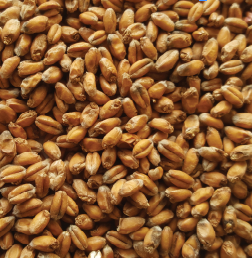 Gladfield Wheat Malt - 25kg Sack Unmilled - All Things Fermented | Home Brew Supplies Shop Wellington Kapiti NZ