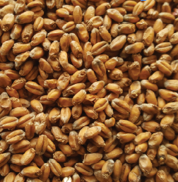 Gladfield Wheat Malt - All Things Fermented | Home Brew Supplies Shop Wellington Kapiti NZ