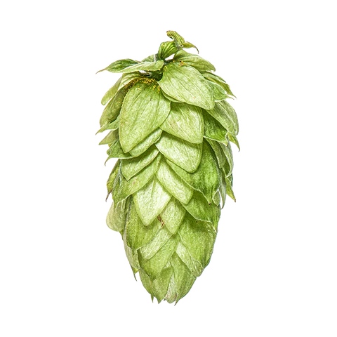 Motueka Hops 2024 Harvest - T90 Pellets 100gm - All Things Fermented | Home Brew Supplies Shop Wellington Kapiti NZ