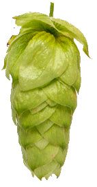 Moutere Hops 2023 Harvest - T90 Pellets 100gm - All Things Fermented | Home Brew Supplies Shop Wellington Kapiti NZ