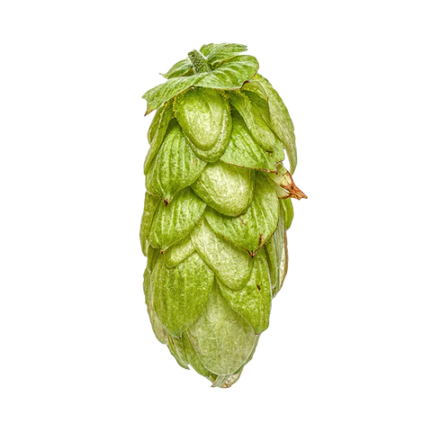 NZ Southern Cross Hops 2023 Harvest - T90 Pellets 100gm - All Things Fermented | Home Brew Supplies Shop Wellington Kapiti NZ