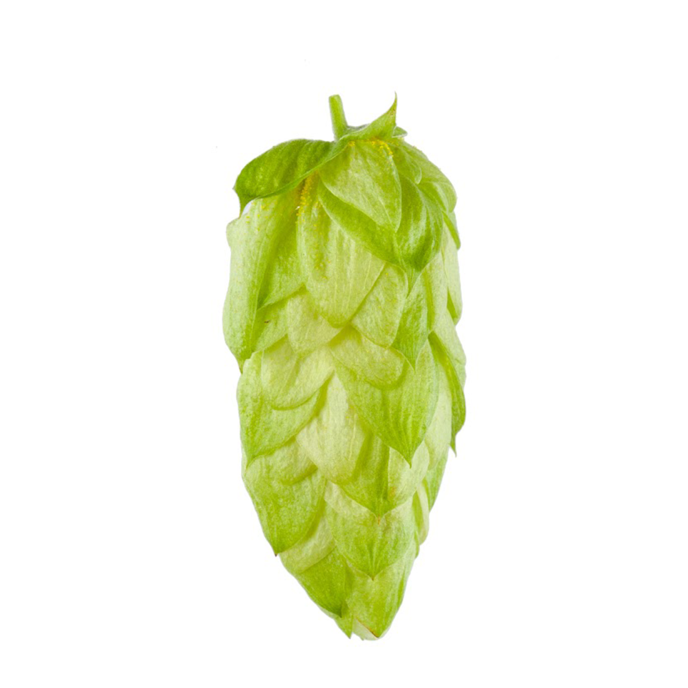 Nectaron Hops 2024 Harvest - T90 Pellets 100gm - All Things Fermented | Home Brew Supplies Shop Wellington Kapiti NZ