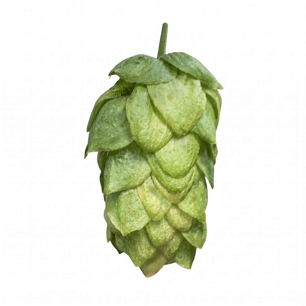 Czech Saaz Hops - T90 Pellets 100g