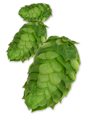 Simcoe Hops® - 100g - All Things Fermented | Home Brew Supplies Shop ...