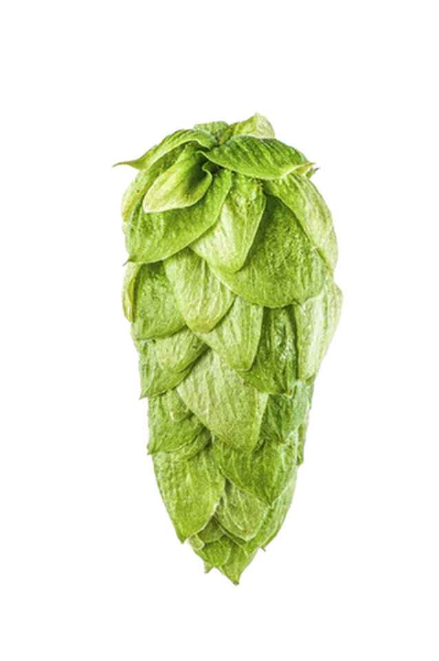 Superdelic Hops 2024 Harvest - T90 Pellets 100gm - All Things Fermented | Home Brew Supplies Shop Wellington Kapiti NZ