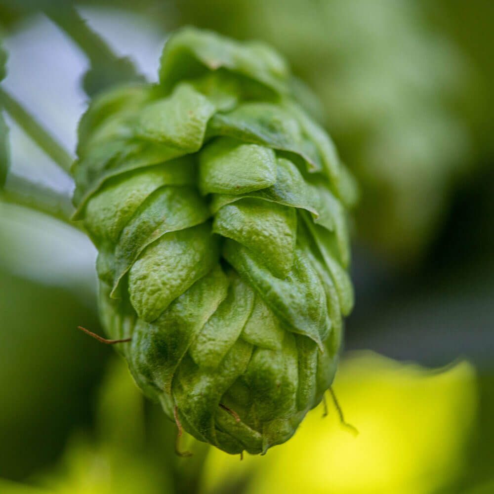 Talus Hops - T90 Pellets 100g - All Things Fermented | Home Brew Supplies Shop Wellington Kapiti NZ