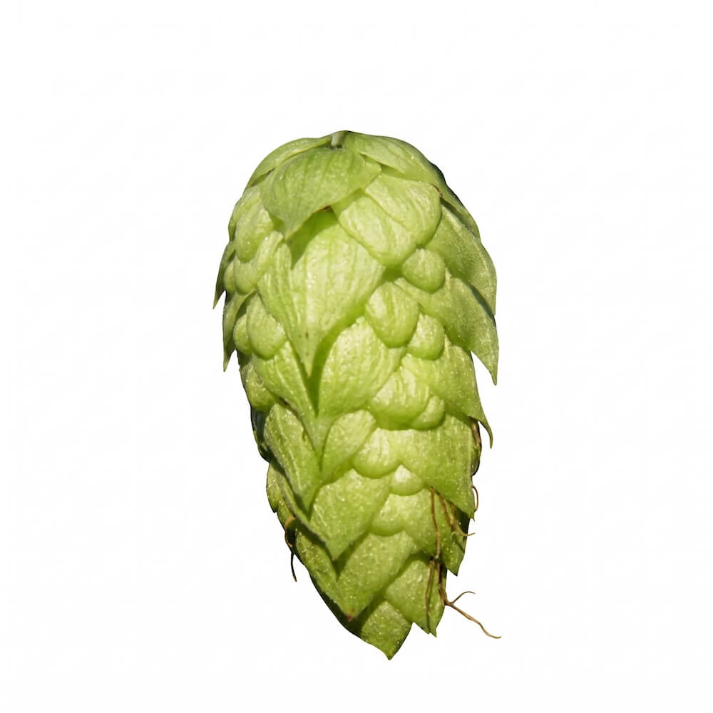 East Kent Goldings Hops T90 Pellets - 100g