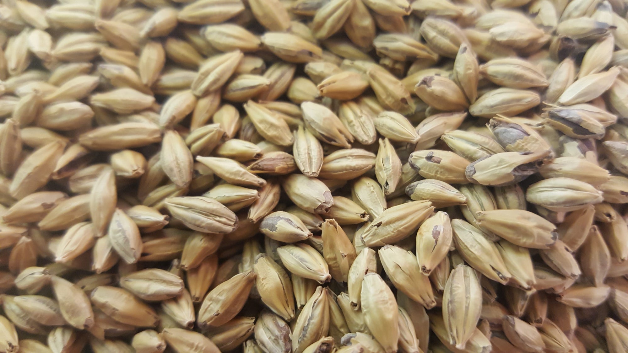 Gladfield Biscuit Malt - All Things Fermented | Home Brew Shop NZ | Supplies | Equipment