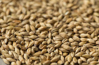 Gladfield Chit Barley Malt - All Things Fermented | Home Brew Shop NZ | Supplies | Equipment