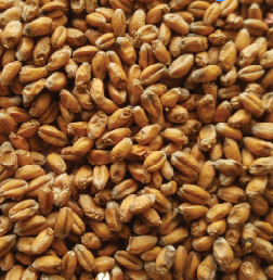 Gladfield Wheat Malt - All Things Fermented | Home Brew Shop NZ | Supplies | Equipment