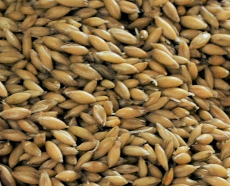 Gladfield Big O (Malted Oats) - All Things Fermented | Home Brew Shop NZ | Supplies | Equipment
